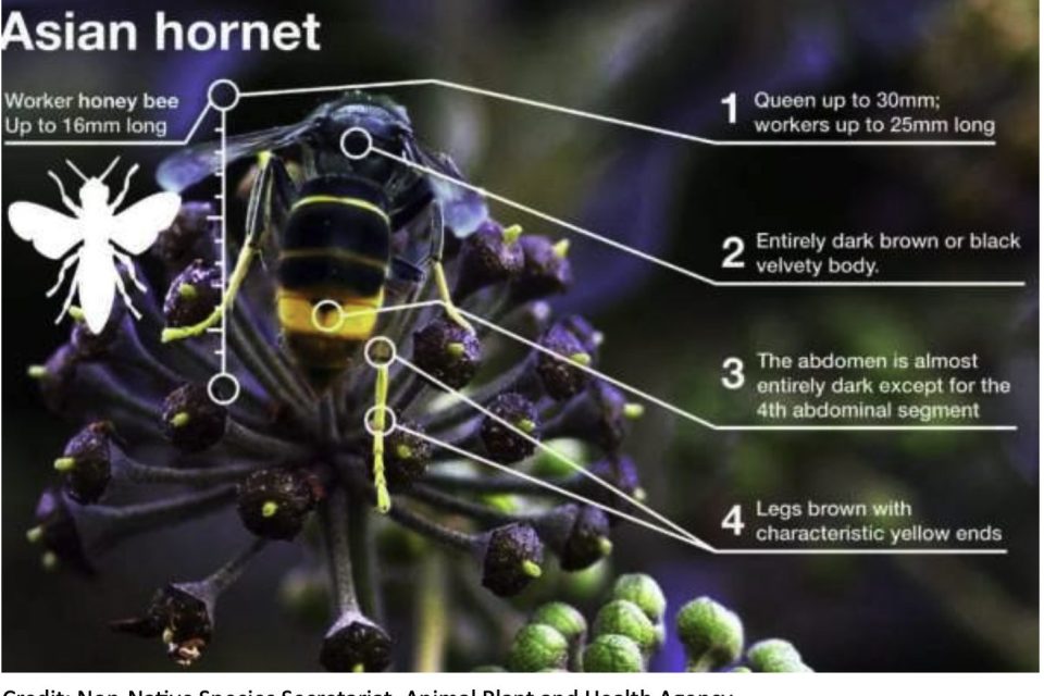 Asian Hornet descriptor