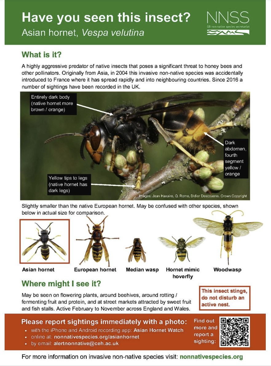 Asian Hornet Identifier Poster