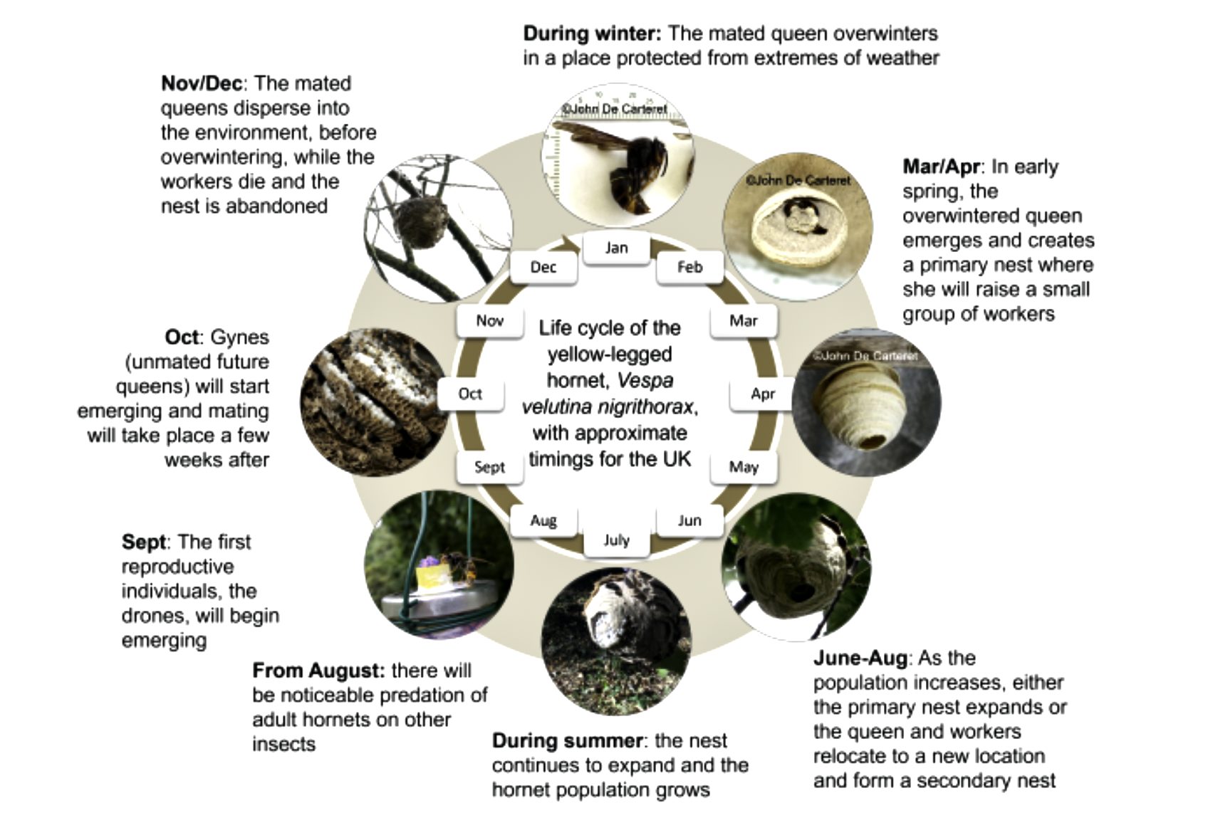 Lifecycle of Asian Hornet graphic