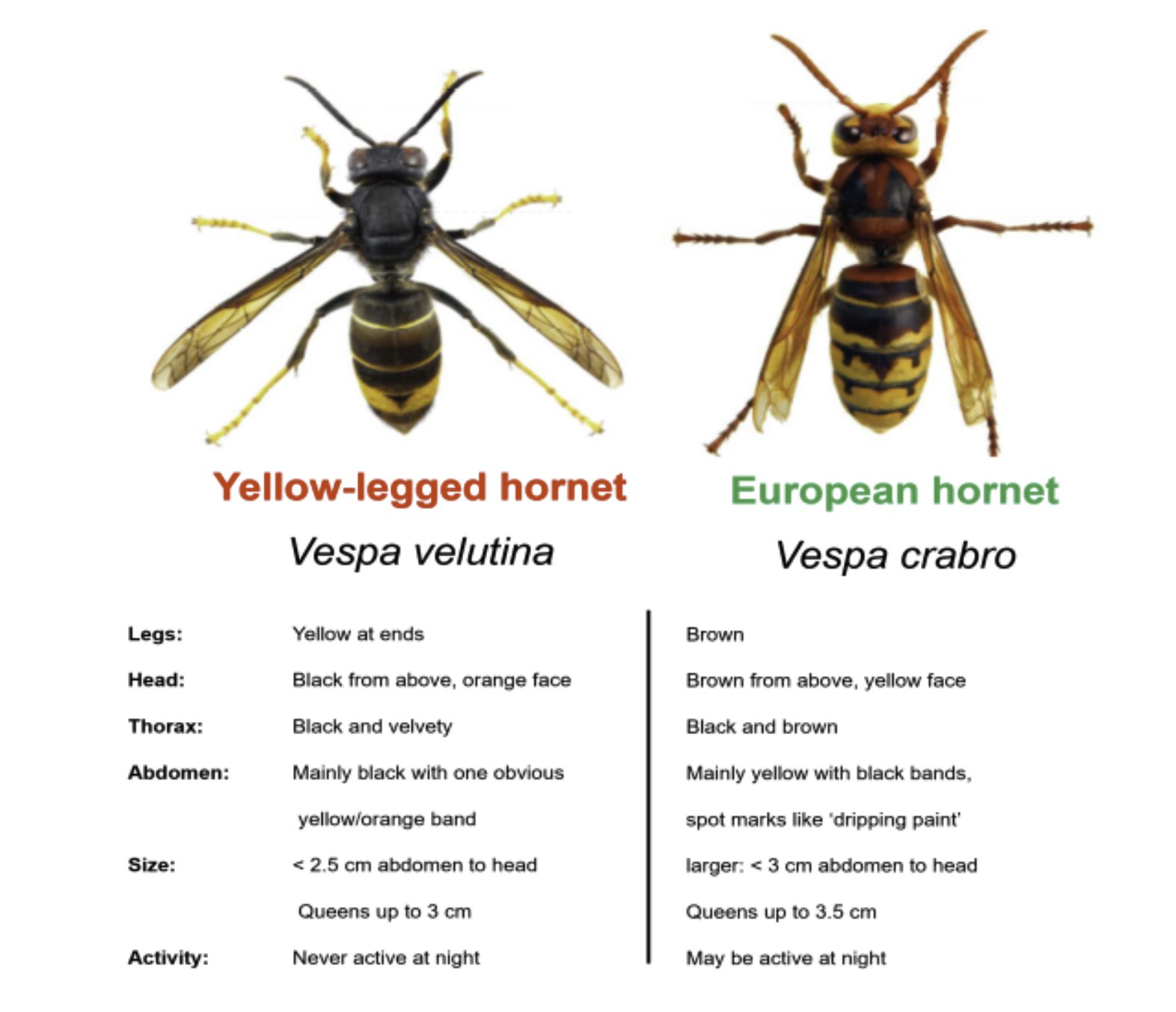 Comparison graphic