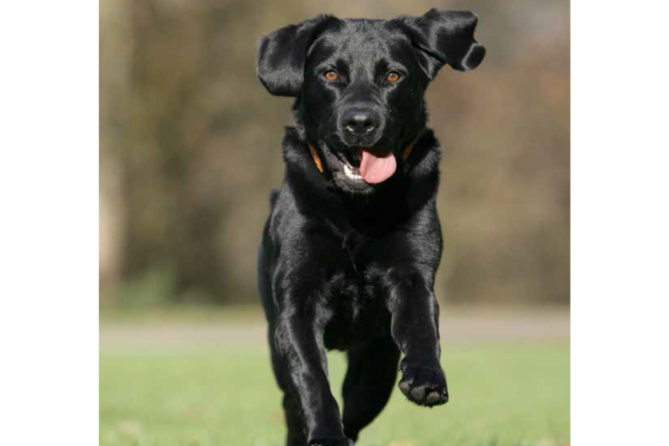image of dog